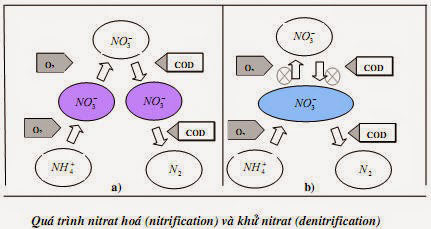 Xử lý nitrat