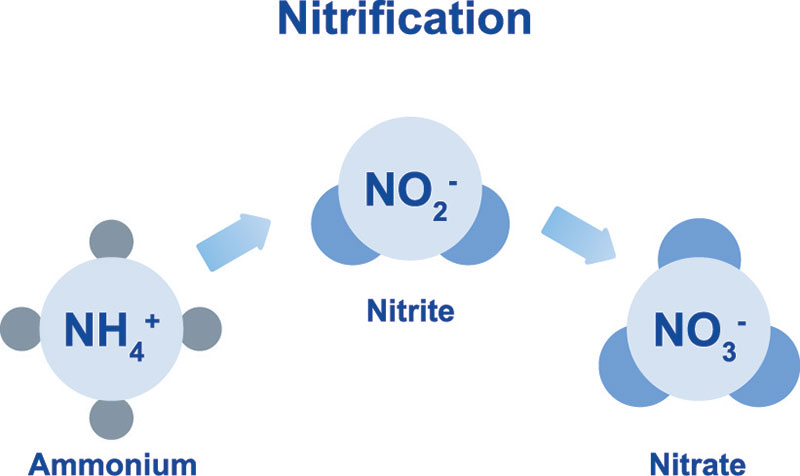 Các dạng tồn tại của nitơ trong nước