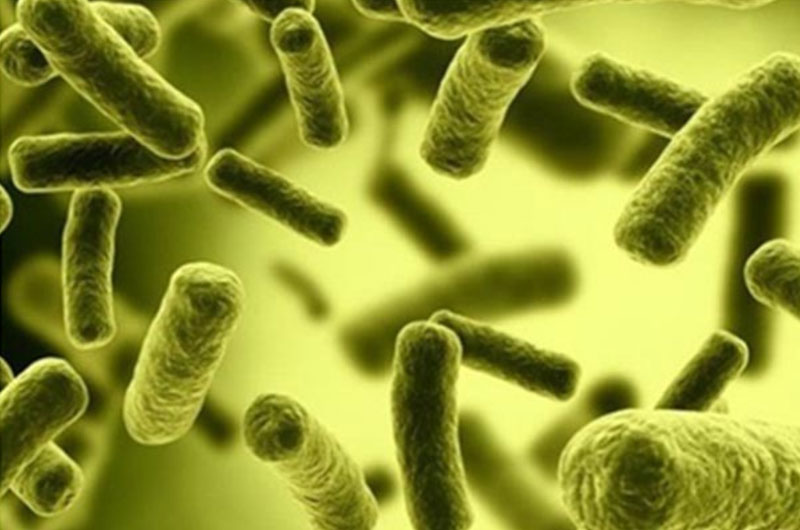 Vi khuẩn coliform trong nước thải là gì